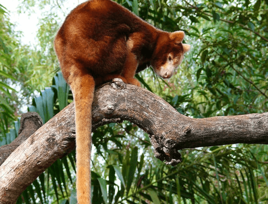 Cute:47tthvup5be= Tree Kangaroo