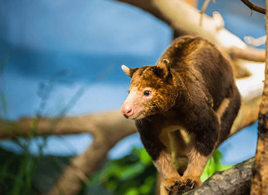 Cute:47tthvup5be= Tree Kangaroo