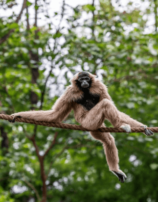 Cute:43f3vr_Fjj8= Gibbon